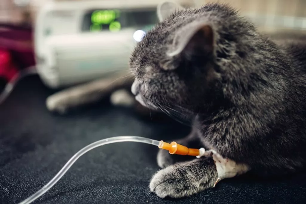 Katt får infusjon