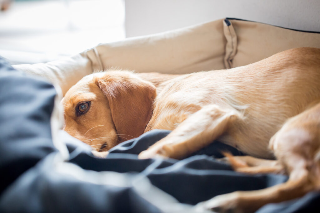 Hund med epilepsi Epilepsi hos hund som ligger å hviler