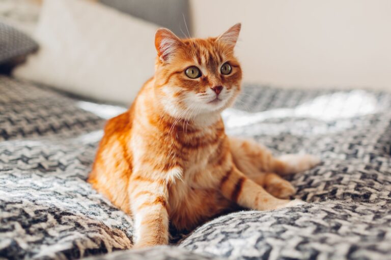 epilepsi hos katt Rød katt med epilepsi