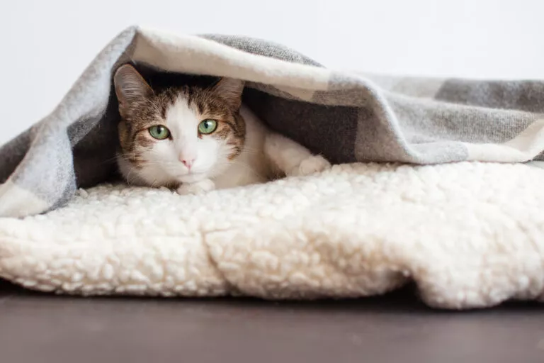 Katt som ligger under et teppe ved forkjølelse hos katt