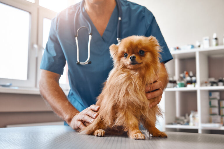 Liten hund hos veterinær Hund undersøkes for epilepsi hos hund