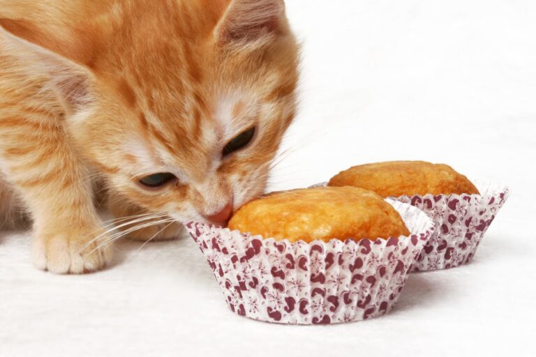 Katt som lukter på kake til katt Katt med kattekake i muffinsform