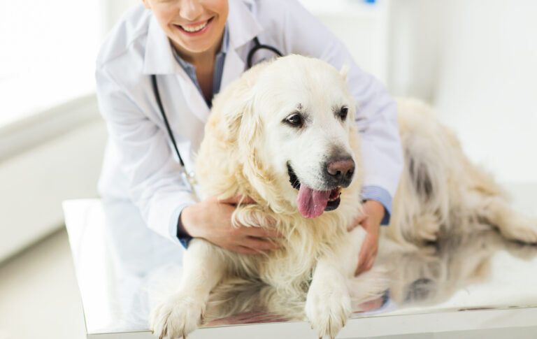 Undersøkelse hos dyrlege for diabetes hos hund