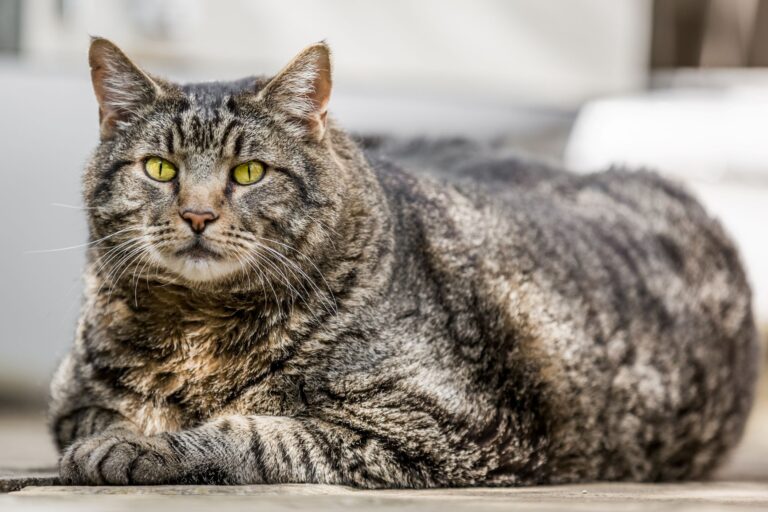 Diabetes hos katt Diabetes forekommer oftere hos overvektige katter