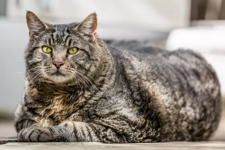 Diabetes forekommer oftere hos overvektige katter