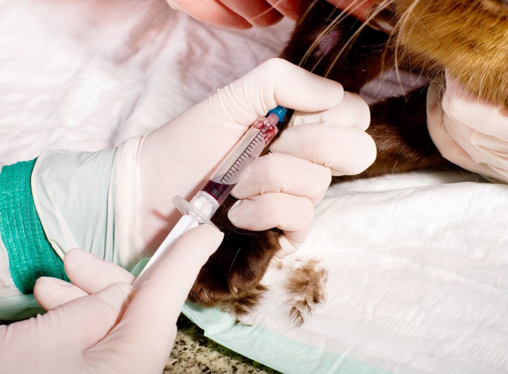 Katt hos dyrlege for å sjekke diabetes hos katt Dyrlege tar blodprøve hos katt