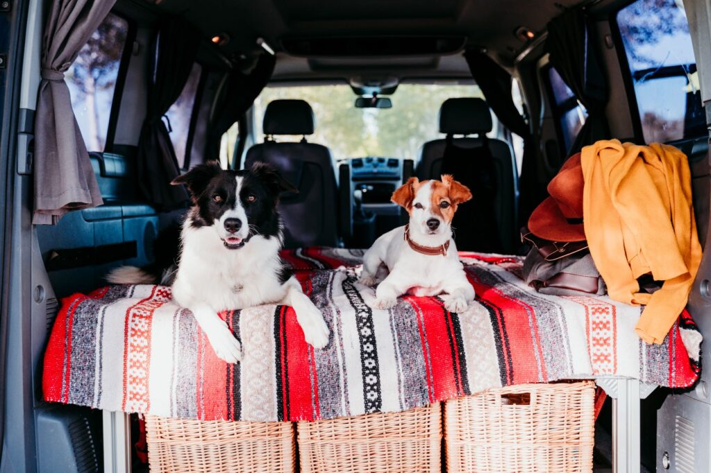 To hunder i campingbil camping med hund