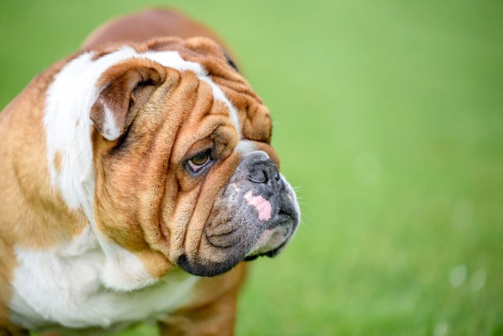 Portrett av en engelsk bulldog Engelsk bulldog på gressplen