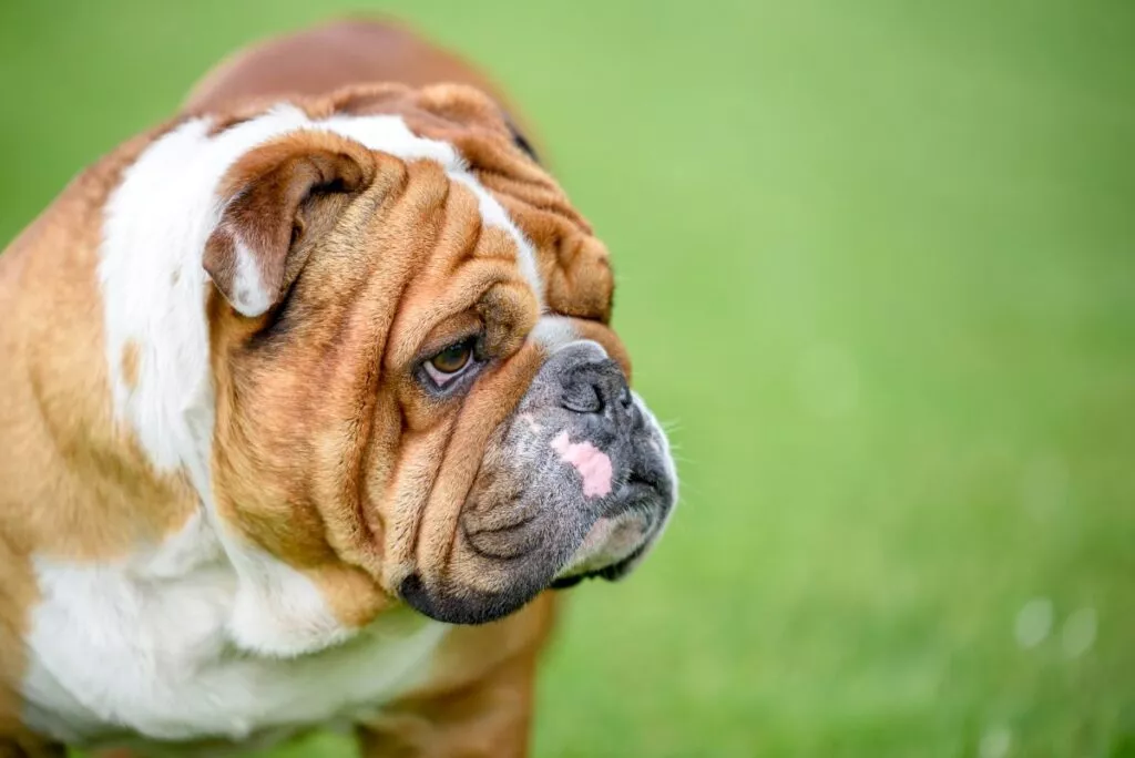 Portrett av en engelsk bulldog Engelsk bulldog på gressplen