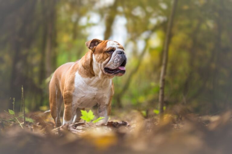 Engelsk bulldog Engelsk bulldog