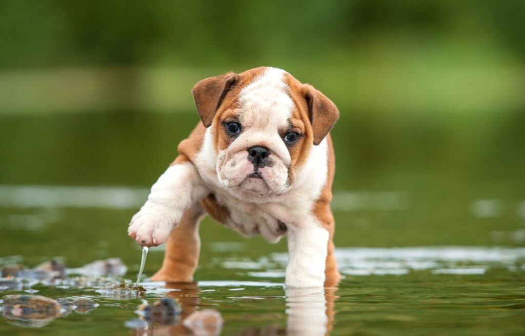 Engelsk bulldog valp som leker i vann