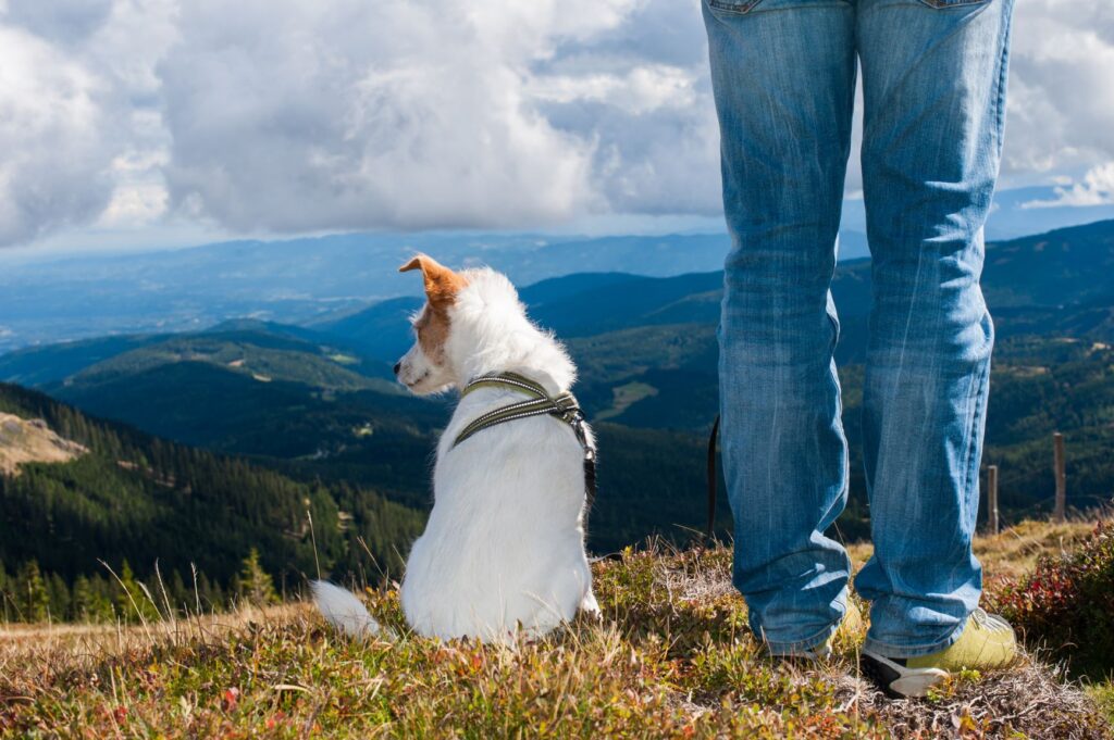 Person på fjelltur med hund Hund som nyter utsikten fra fjellet