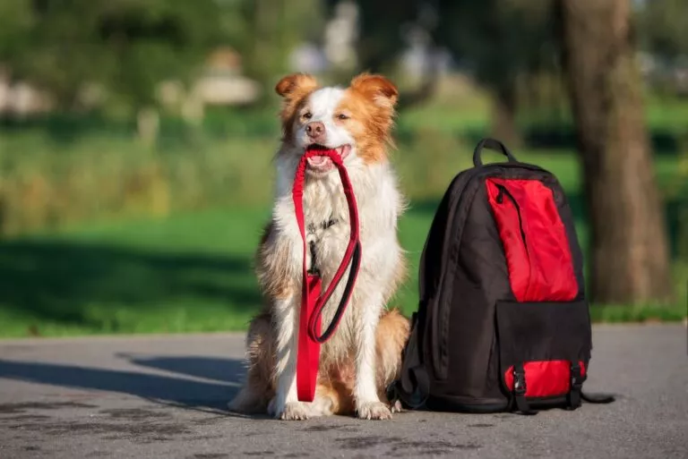 fjelltur med hund