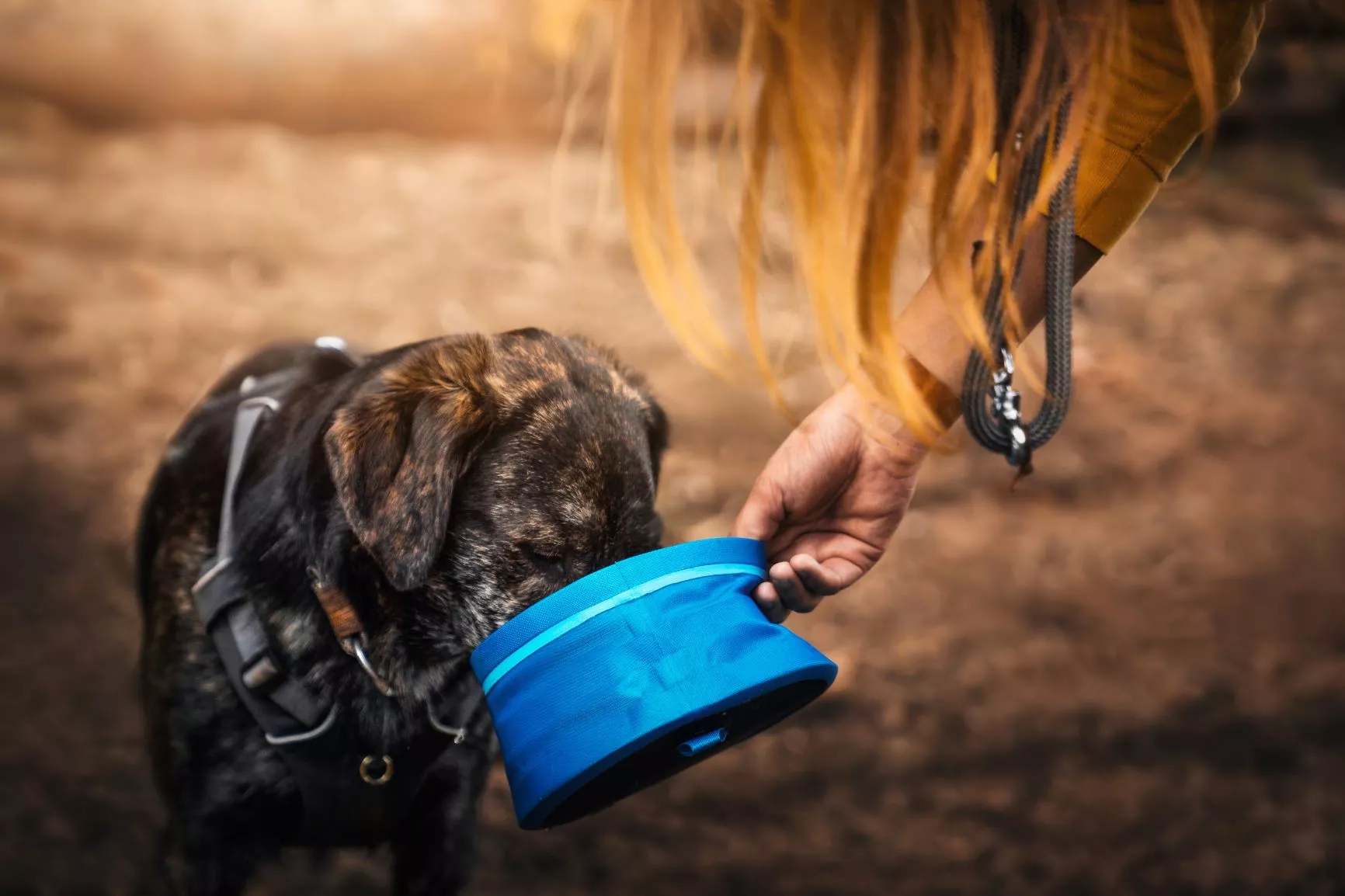 hund som drikker fra en reiseskål