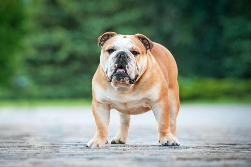 Lysebrun engelsk bulldog Voksen engelsk bulldog