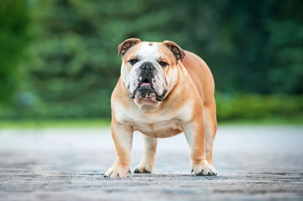 Lysebrun engelsk bulldog Voksen engelsk bulldog