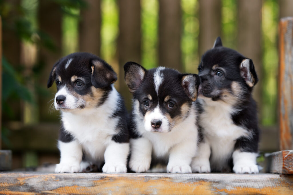 tre søte welsh corgi hundevalper hundevalper som sitter ved siden av hverandre