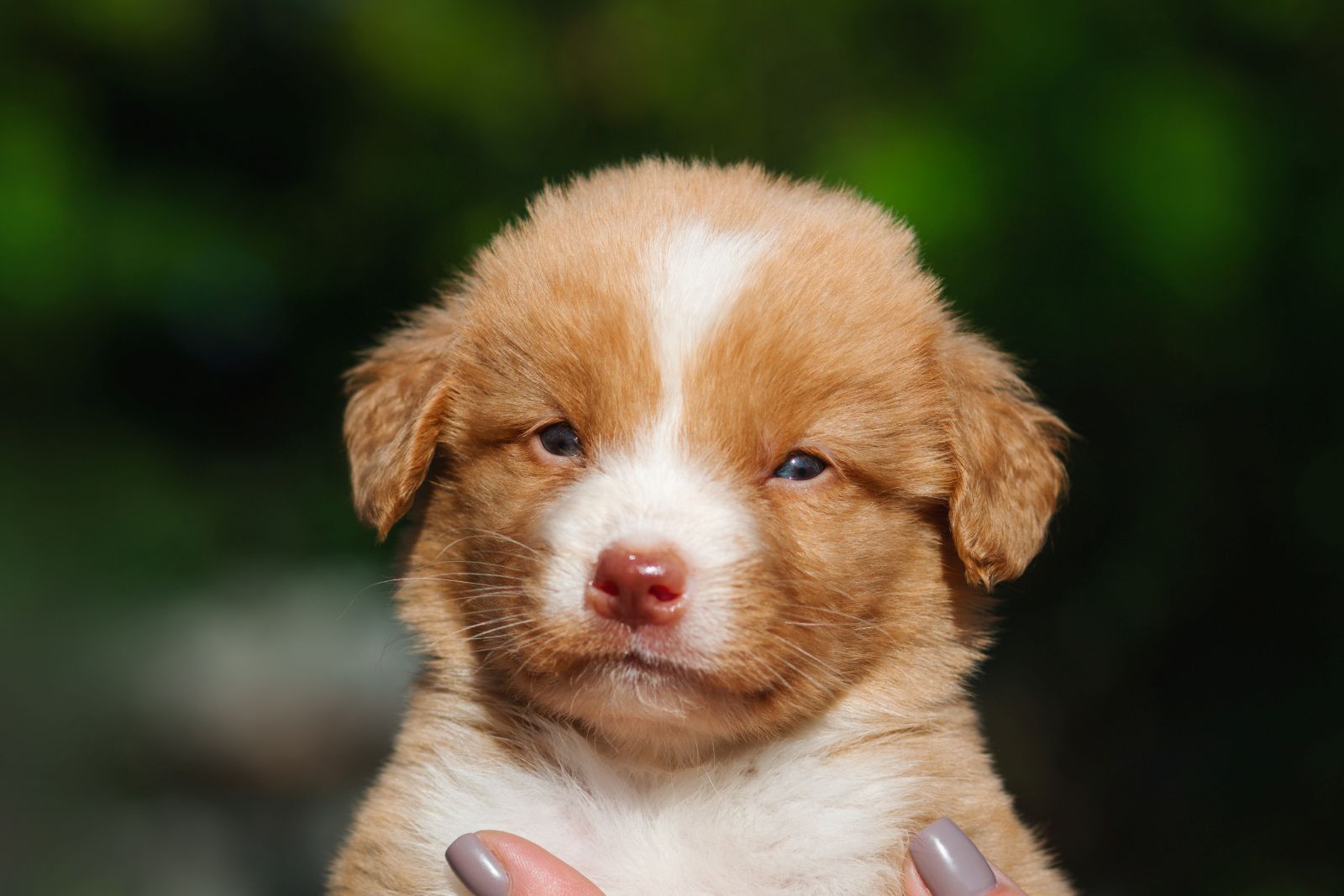 Nova scotia duck tolling retriever zooplus magasin
