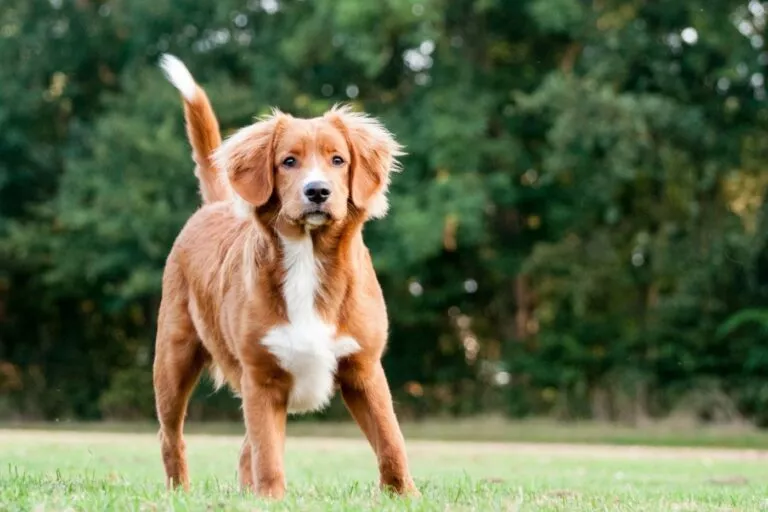 Ung toller retriever ute på gressplen