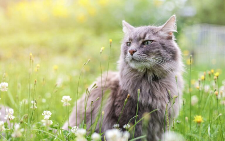 astma hos katt Katt med astma