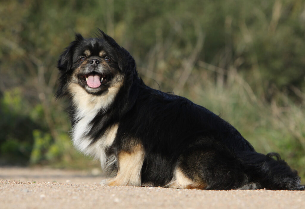 Tibetansk spaniel Flerfarget tibetansk spaniel som sitter