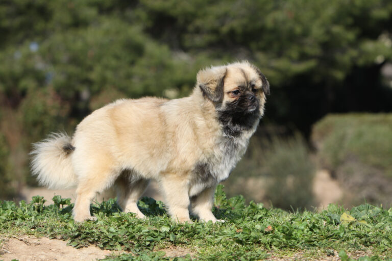 Tibetansk spaniel Tibetansk spaniel
