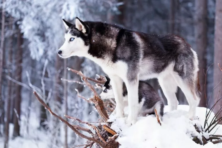 Siberian husky i snølandskap