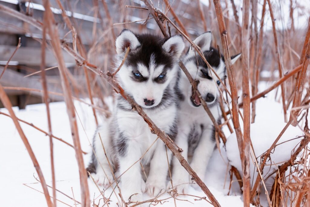 To små siberian husky valper