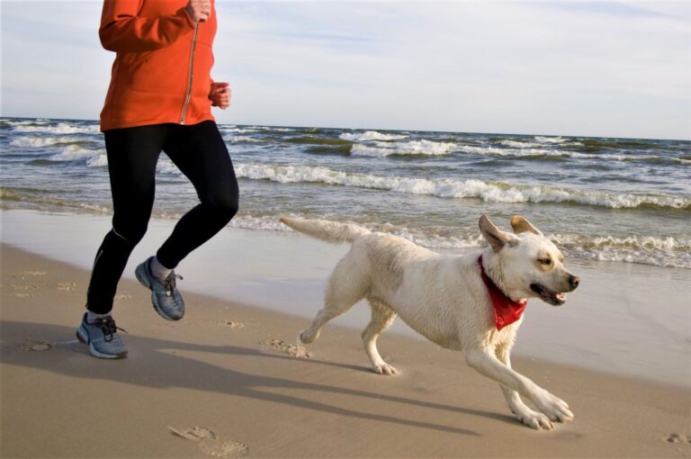jogge med hund Person og hund jogger på stranden