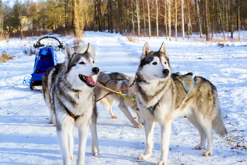 To siberian huskyer foran en hundeslede