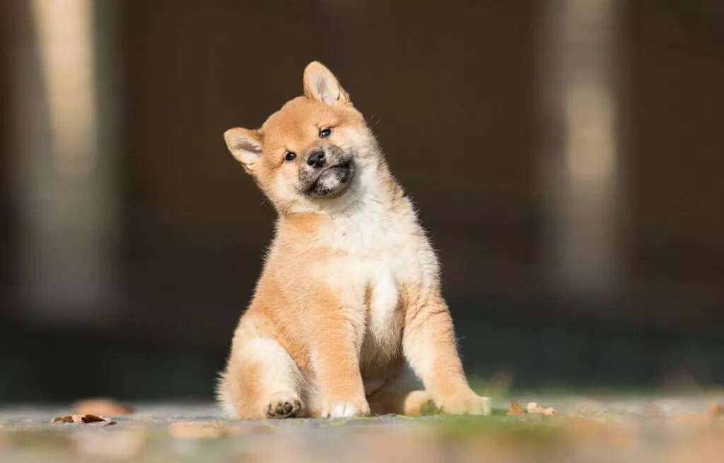 Liten shiba inu valp som sitter