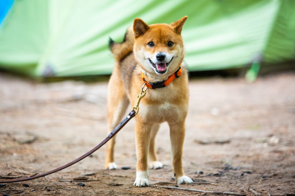 Smilende shiba inu på telttur
