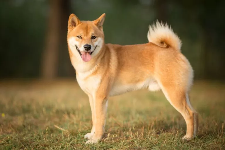 Shiba inu i skogen