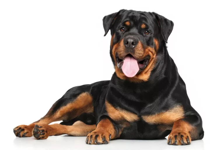 Rottweiler liggende med hvit bakgrunn