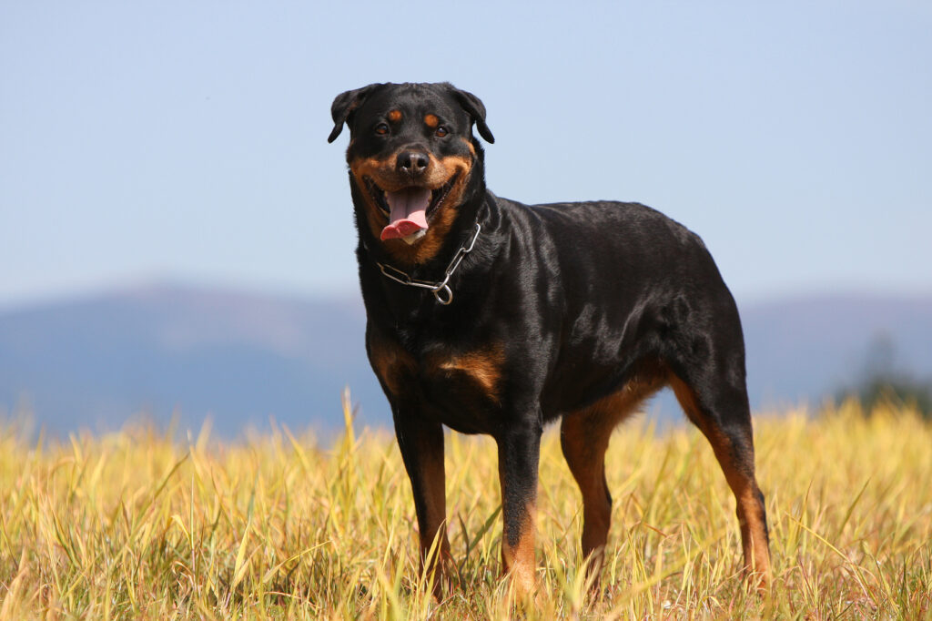 Voksen rottweiler Utvokst rottweiler på en åker