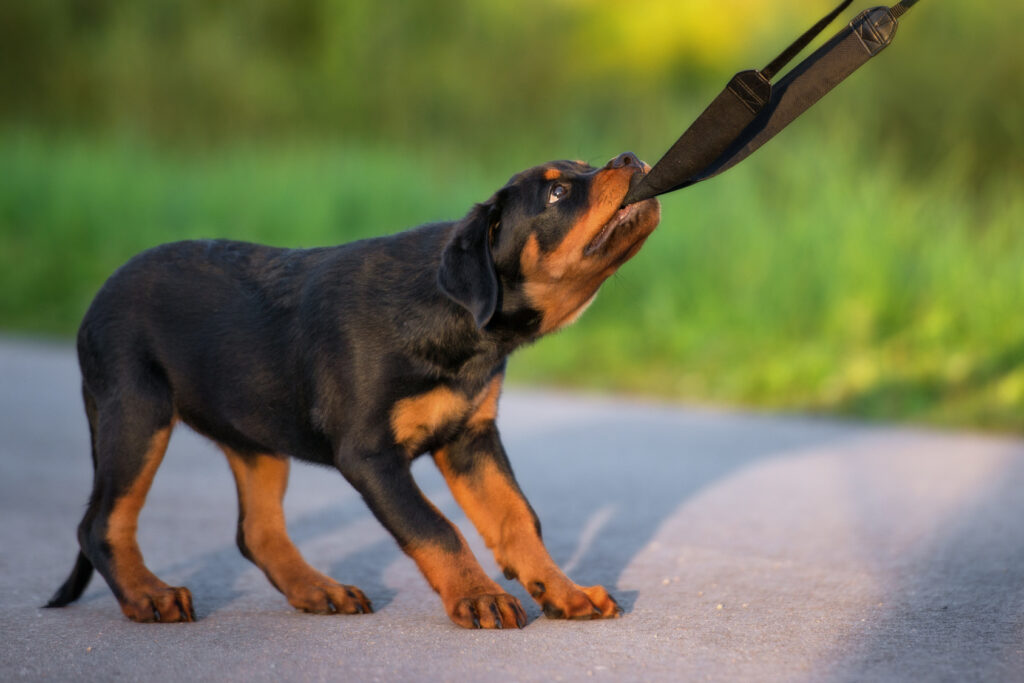 rottweiler valp Liten rottweiler valp som drar i hundebåndet