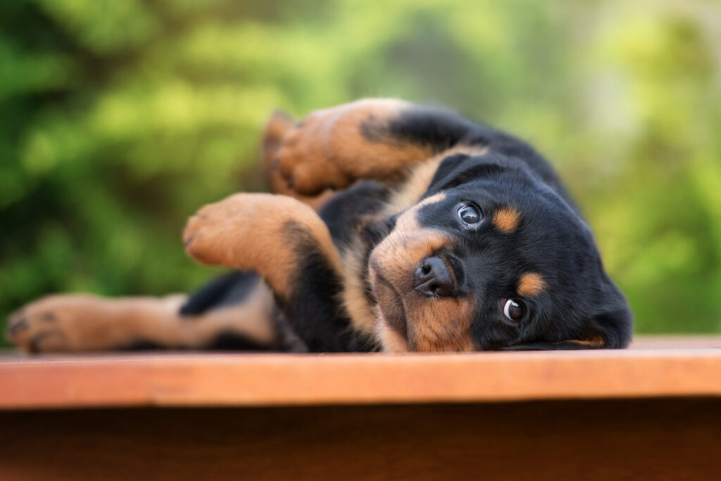 Søt rottweiler valp som ligger på siden Søt liten rottweiler valp som ser inn i kamera
