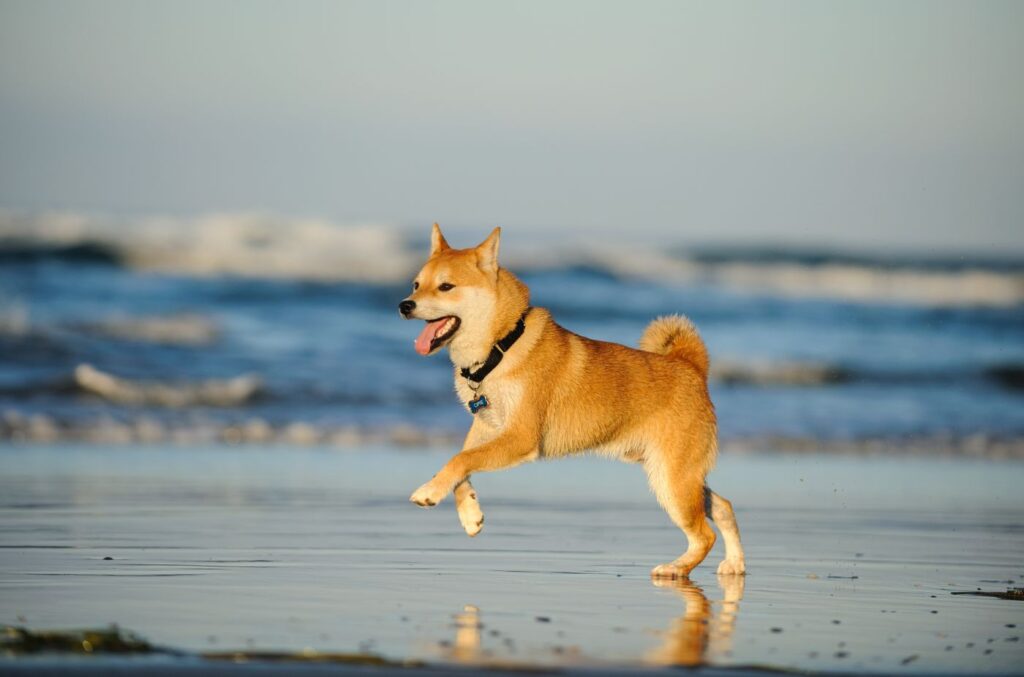 Voksen shiba inu som løper langs vannkanten