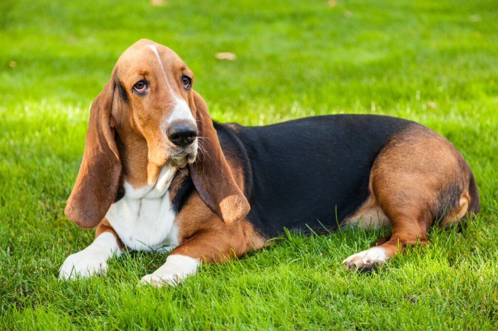 Basset Hound i gress Voksen basst hound som ligger i gresset.