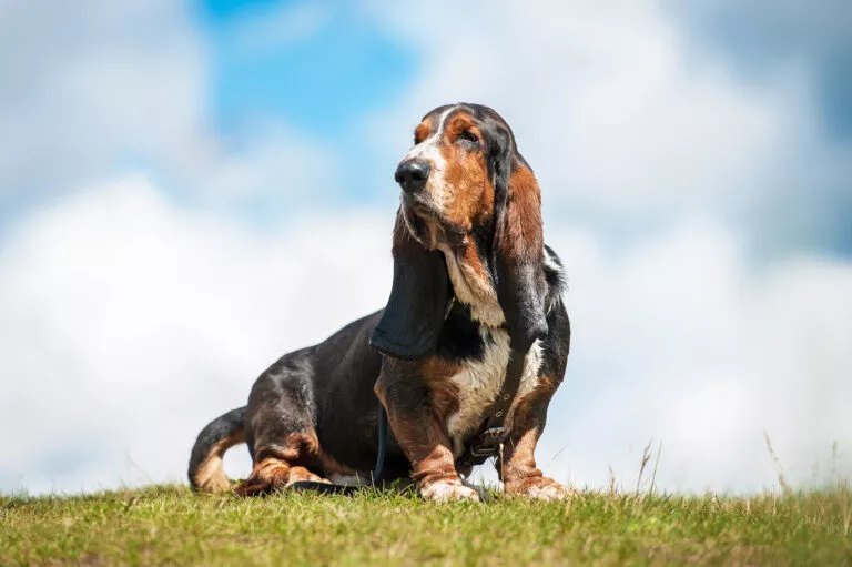 Voksen basset hound sittende utendørs