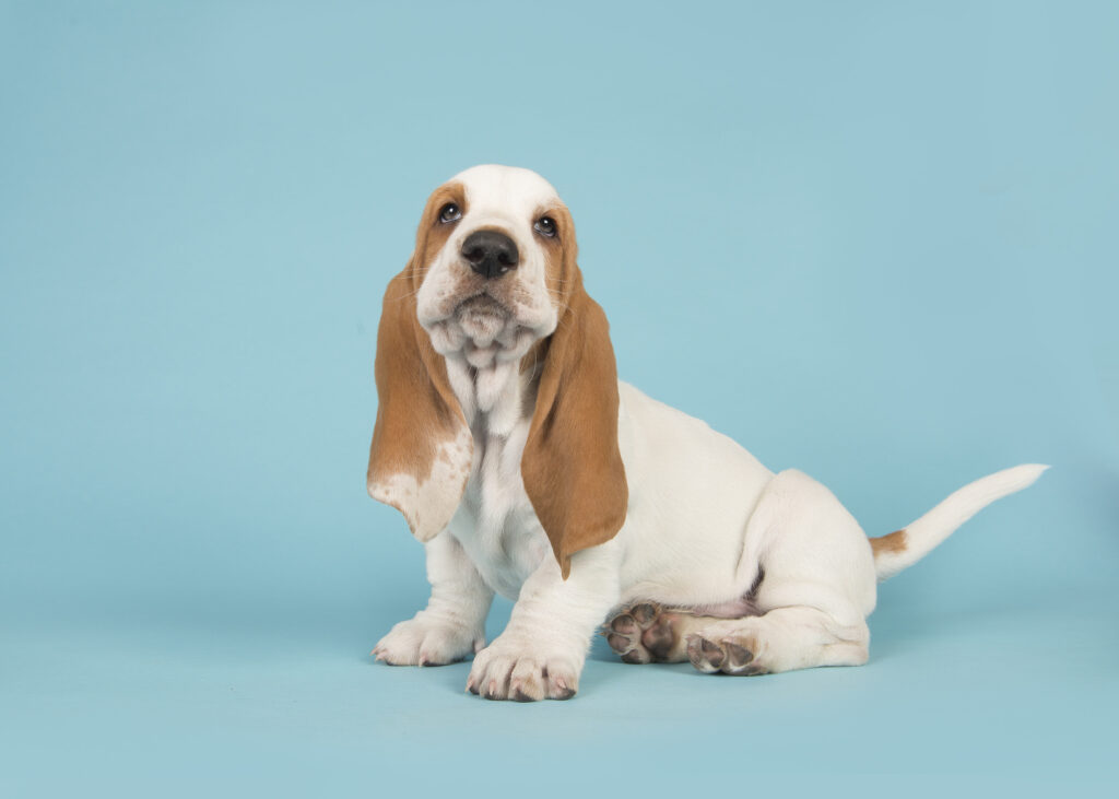 Tofarget basset valp Liten søt basset valp.