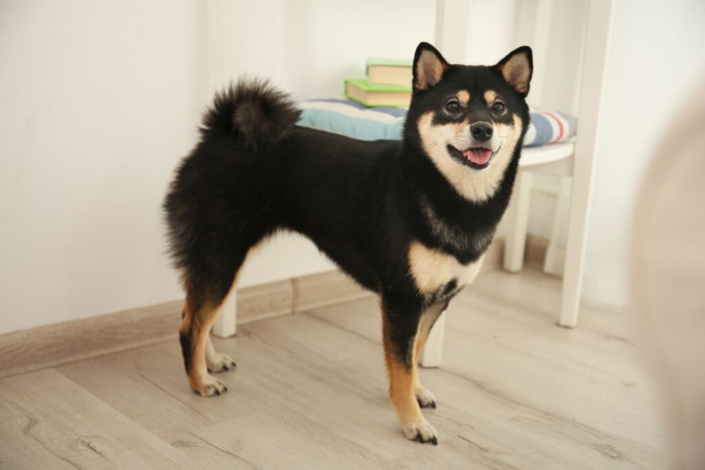Shiba inu med fargen sort sesam.