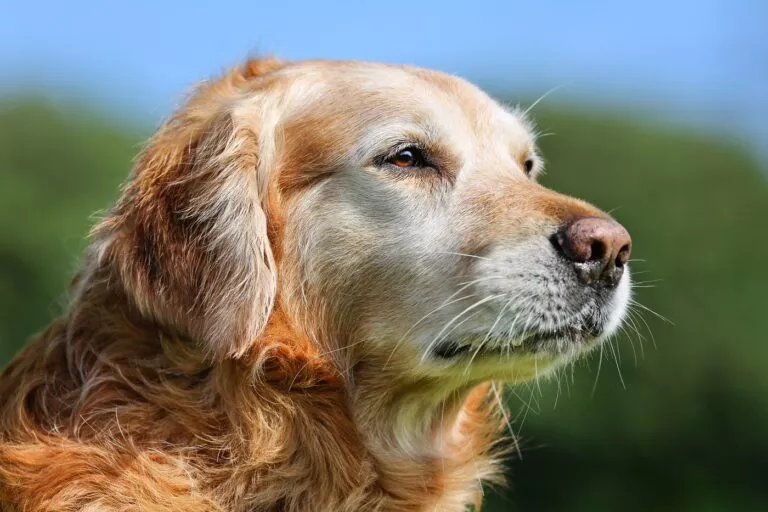 Portrett av en golden retriever