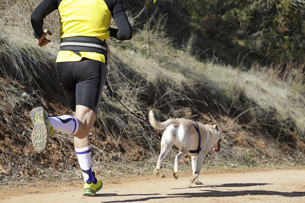 Mann og hund snøreløp Canicross-trening med hund