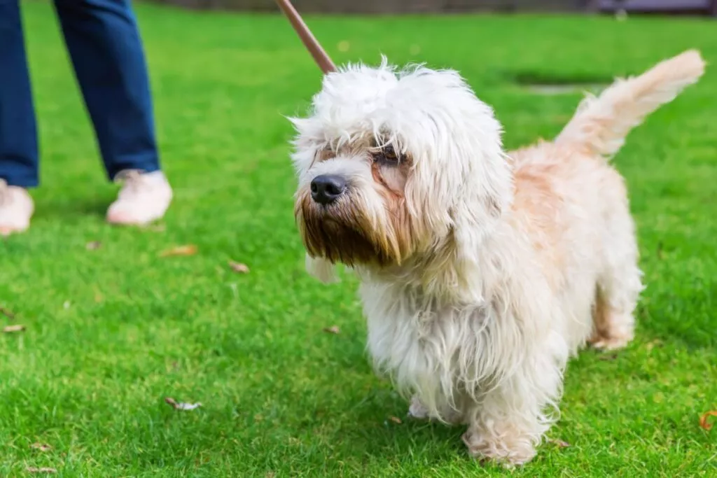 Dandie dinmont terrier på luftetur