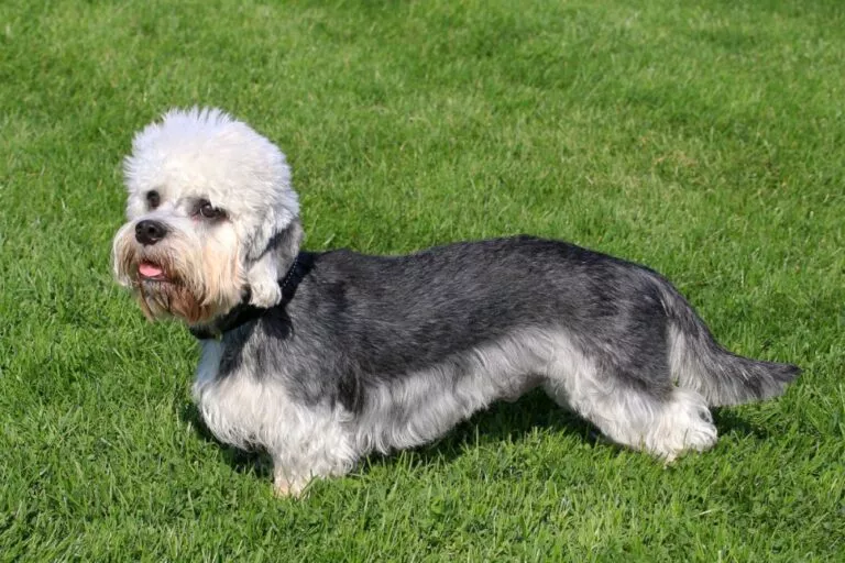 Dandie dinmont terrier som står på en gressplen