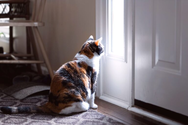 kan katter bli fornærmet katt som sitter foran ytterdøren og ser ut