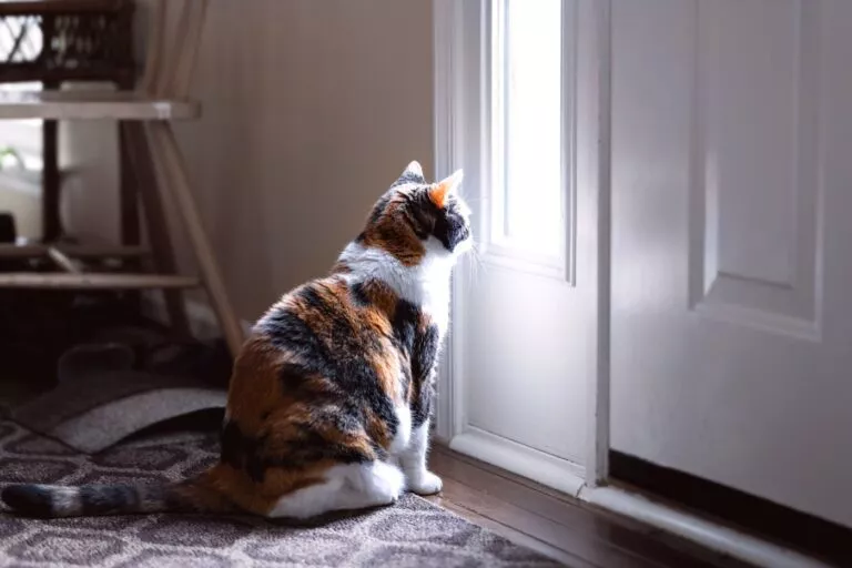 katt som sitter foran ytterdøren og ser ut