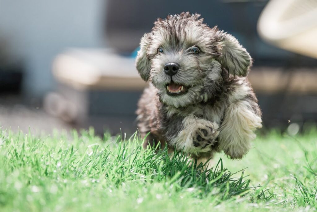 Hoppende dandie dinmont som valp