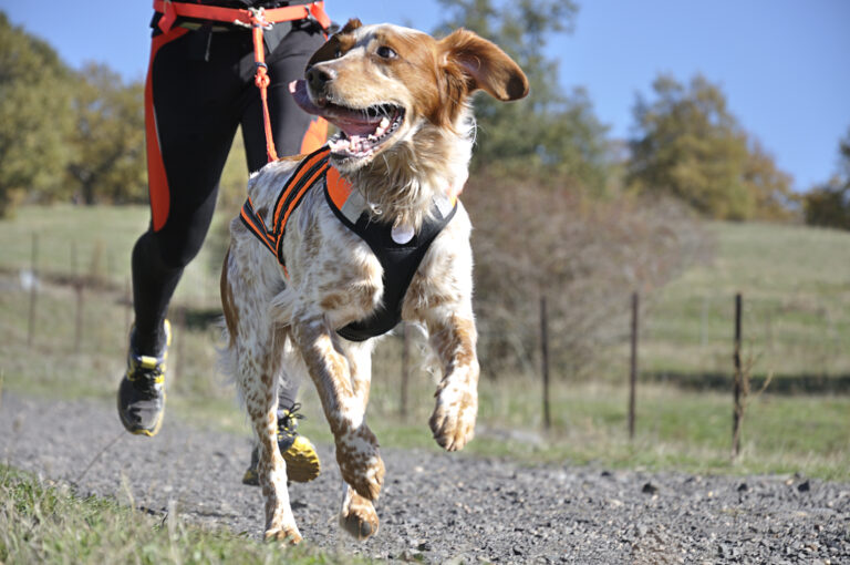 Hund og eier på canicross-trening: å trekke i båndet